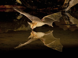 Pallid Bat (Antrozous Pallidus) Swooping over a Small Pond to Drink While Flying  Arizona  USA
