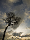 Acacia Tree at Sunset in the Masai Mara Game Reserve  Kenya
