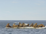 Female Walruses with Pups (Odobenus Rosmarus) on Pack Ice