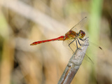 Male Ruddy Darter Dragonfly (Sympetrum Sanguineum)  Italy