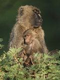 Olive Baboon (Papio Anubis) with Young in the Masai Mara Game Reserve  Kenya