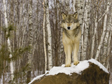 Gray Wolf (Canis Lupus) on Rocks  Northern Minnesota  USA