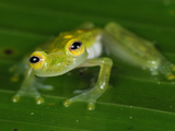 Male Fleischmann's Glass Frog (Hyalinobatrachium Fleischmanni)  San Cipriano Reserve  Cauca