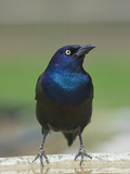 Common Grackle (Quiscalus Quiscula)