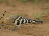 African Hoopoe Foraging for Food with its Long Bill  Upupa Epops  Kenya  Africa
