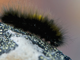Arctic Woollybear Caterpillar (Gynaephora Groenlandica)