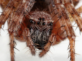 Barn Spider (Araneus Cavaticus) Facial Close Up