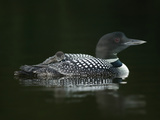 Common Loon with Baby on Back