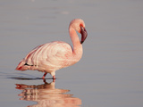 Lesser Flamingo (Phoenicopterus Minor) Juvenile  Kenya  Africa