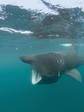 Basking Shark (Cetorhinus Maximus) with its Open Mouth Feeding on Plankton