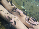 Strikers (Cyprinion Macrostomus Macrostomus)  Lickers (Garra Rufa Obtusa) Fish Therapy Spas