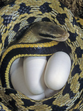 Taiwan Beauty Snake Female (Elaphe Taeniurus) with Eggs
