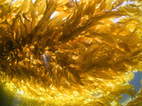 Rays of Sunlight on Giant Kelp (Macrocystis Pyrifera)  California  USA