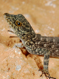 Gecko (Pristurus Insignoides)  Socotra Island  Yemen