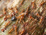 Cecropia Ants (Azteca Alfari)