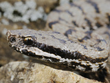 Asp Viper (Vipera Aspis)  Italy