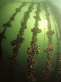 Mussels Growing on Ropes in Sea Loch Filter Feed from the Water