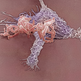 Pseudomonas Bacteria Being Ingested by a Macrophage  SEM