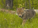 Gray Wolf (Canis Lupus) Captive