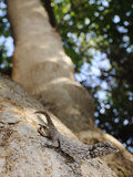A Rock Gecko (Pristurus Guichardi) Sitting on a Tree Branch  Socotra  Yemen