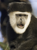 Black and White Colobus Monkey (Colobus Guereza) Face  Masai Mara  Kenya