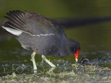 Common Moorhen or Gallinule (Gallinula Chloropus)