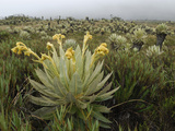 Frailejon Plants in the High Altitude Grasslands (Espeletia)