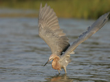Reddish Egret Fishing with its Wings Outstretched  Egretta Rufescens  Southern USA