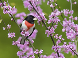 Male Rose-Breasted Grosbeak (Pheuticus Ludovicianus) in Redbud Tree