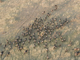 Wildebeest or Gnu Herd in Migration across the Savanna  Connochaetes Taurinus  Maasai Mara  Kenya