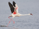 Lesser Flamingo (Phoenicopterus Minor) Running for Take-Off  Kenya  Africa