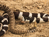 California Kingsnake (Lampropeltis Getula Californiae) Eating a Rattlesnake (Crotalus)  California