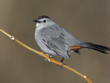 Gray Catbird (Dumetella Carolinensis)  New York  USA