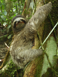 Brown-Throated Three-Toed Sloth (Bradypus Variegatus)  Cahuita National Park  Costa Rica
