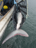 Researchers Using a Hammock to Hoist a Porbeagle Shark (Lamna Nasus) onto Deck  Bay of Fundy