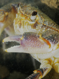 Freshwater Crab Head (Potamon Fluviatilis)  Italy