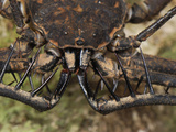 Tailless Whip Scorpion  Chelicerate Arachnid (Amblypygi  Phrynidae)