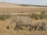 African Elephant Adult and its Young Walking across the Savanna  Loxodonta Africana