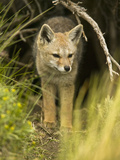 South American Gray Fox (Pseudalopex Griseus)  Chile  South America