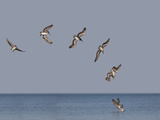 Pelicans