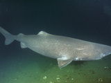 Greenland Shark (Somniosus Microcephalus)