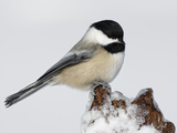 Black-Capped Chickadee (Poecile Atricapillus) on Icy Stump