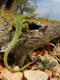 A Western Green Lizard (Lacerta Bilineata)  Italy
