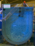 One Month Old Spotted Seahorses (Hippocampus Kuda) in Recirculating Tank