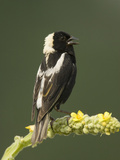 Male Bobolink Singing  Dolichonyx Oryzivorus  North America