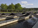 Raceways at Coleman National Fish Hatchery