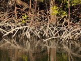Red Mangroves (Rhizophora Mangle) Mangrove Trees Help Extend Land Outwards into Shallow Bays