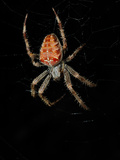 A European Garden Spider (Araneus Diadematus) on its Web at Night