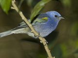 Golden-Chevroned Tanager  Thraupis Ornata  Brazil  South America