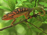 Female Panther Chameleon (Furcifer Pardalis) Lokobe Nature Special Reserve  Northern Madagascar